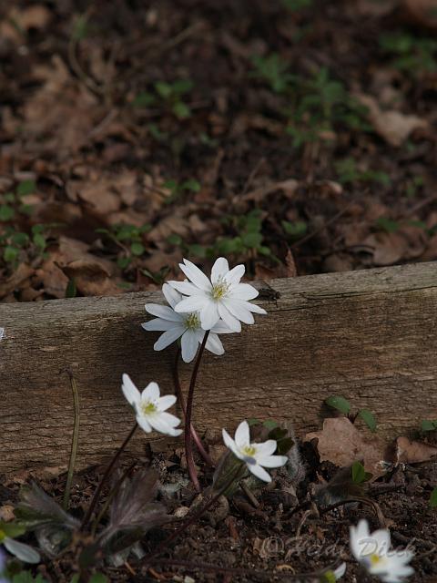 Hepatica trans.Eisvogel1.JPG